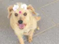 Belinha