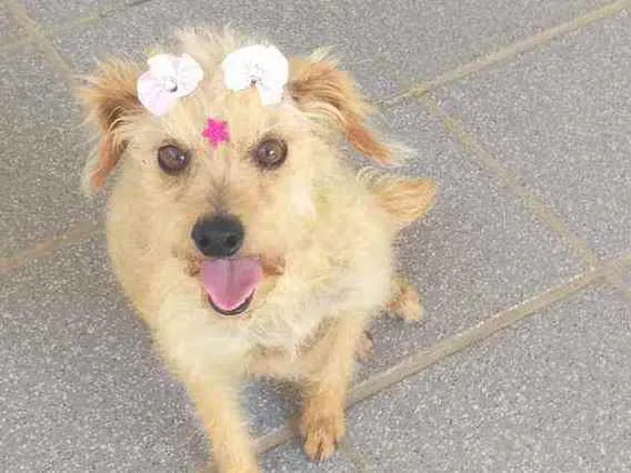 Cachorro ra a Srd idade  nome Belinha