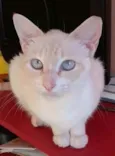 Chaya