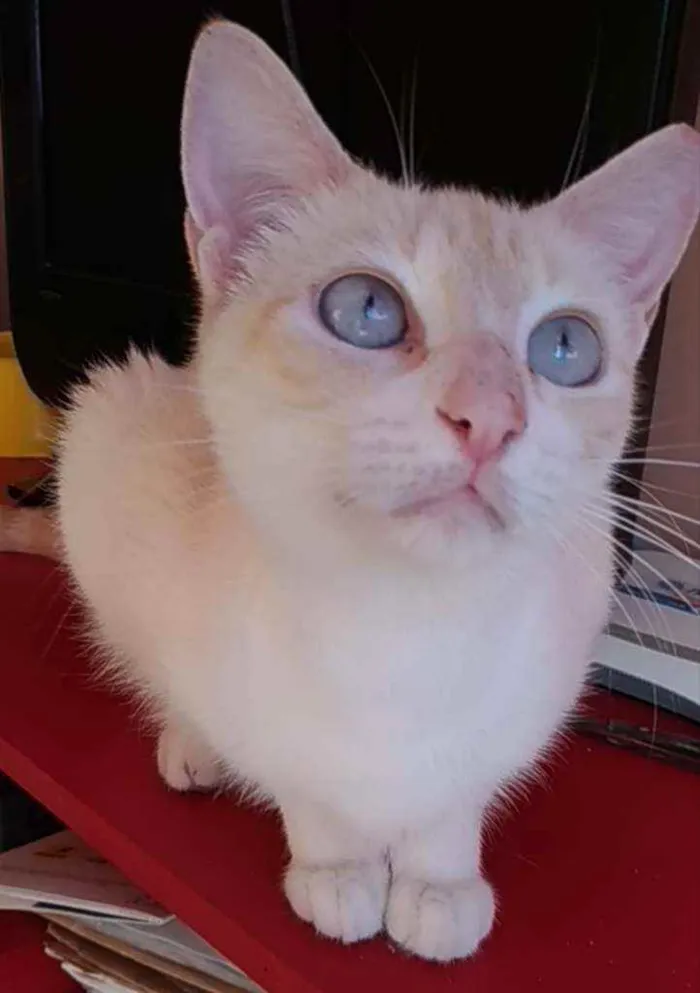 Gato ra a Srd idade 1 ano nome Chaya