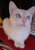 Chaya