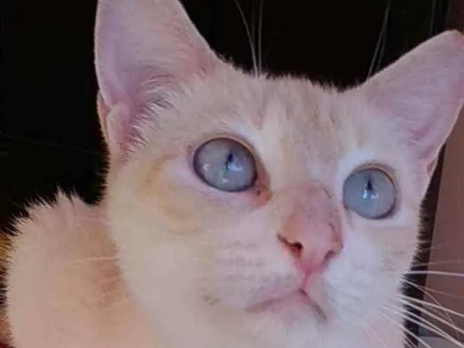 Gato ra a Srd idade 1 ano nome Chaya