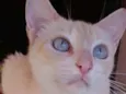 Chaya