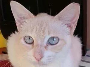 Gato raça Srd idade 1 ano nome Chaya