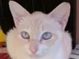 Chaya
