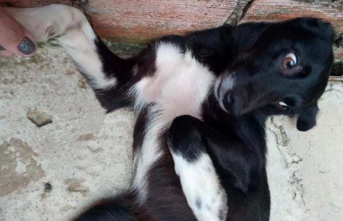 Cachorro ra a SRD idade 1 ano nome Charlote
