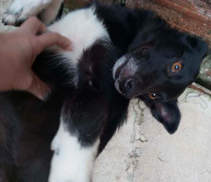 Cachorro ra a SRD idade 1 ano nome Charlote