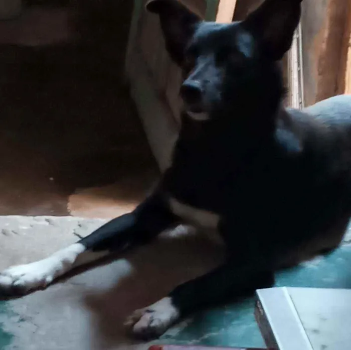 Cachorro ra a SRD idade 1 ano nome Charlote