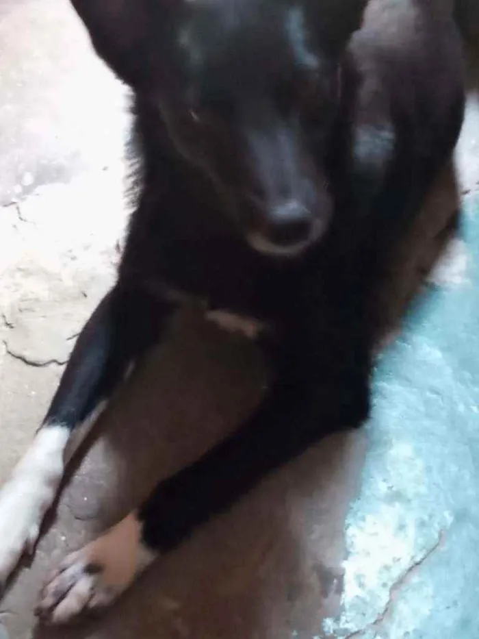 Cachorro ra a SRD idade 1 ano nome Charlote