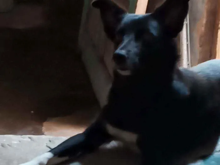 Cachorro ra a SRD idade 1 ano nome Charlote