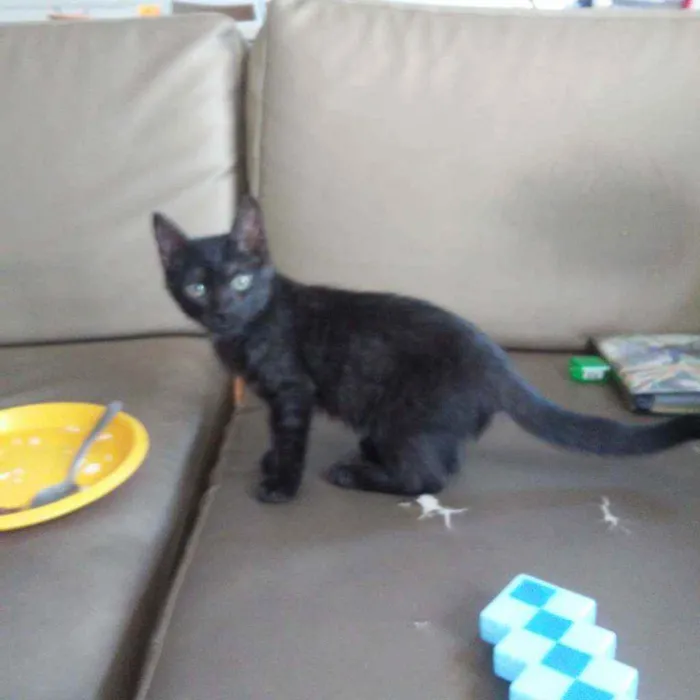 Gato ra a SRD idade 2 a 6 meses nome Dorinha