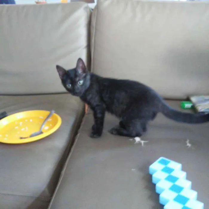 Gato ra a SRD idade 2 a 6 meses nome Dorinha