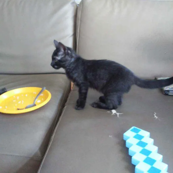 Gato ra a SRD idade 2 a 6 meses nome Dorinha