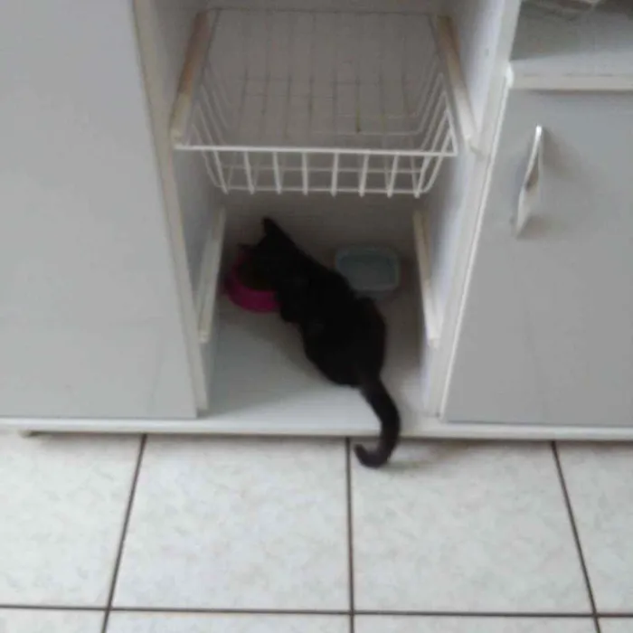 Gato ra a SRD idade 2 a 6 meses nome Dorinha