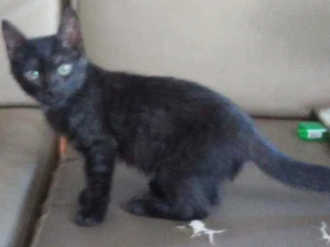 Gato ra a SRD idade 2 a 6 meses nome Dorinha