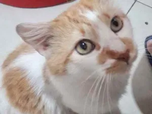 Gato raça Srd idade 1 ano nome Pedrinho lindo fofo 