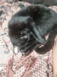 Fumaça