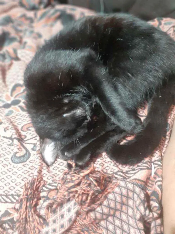 Gato ra a SRD idade 1 ano nome Fumaça