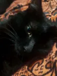 Fumaça