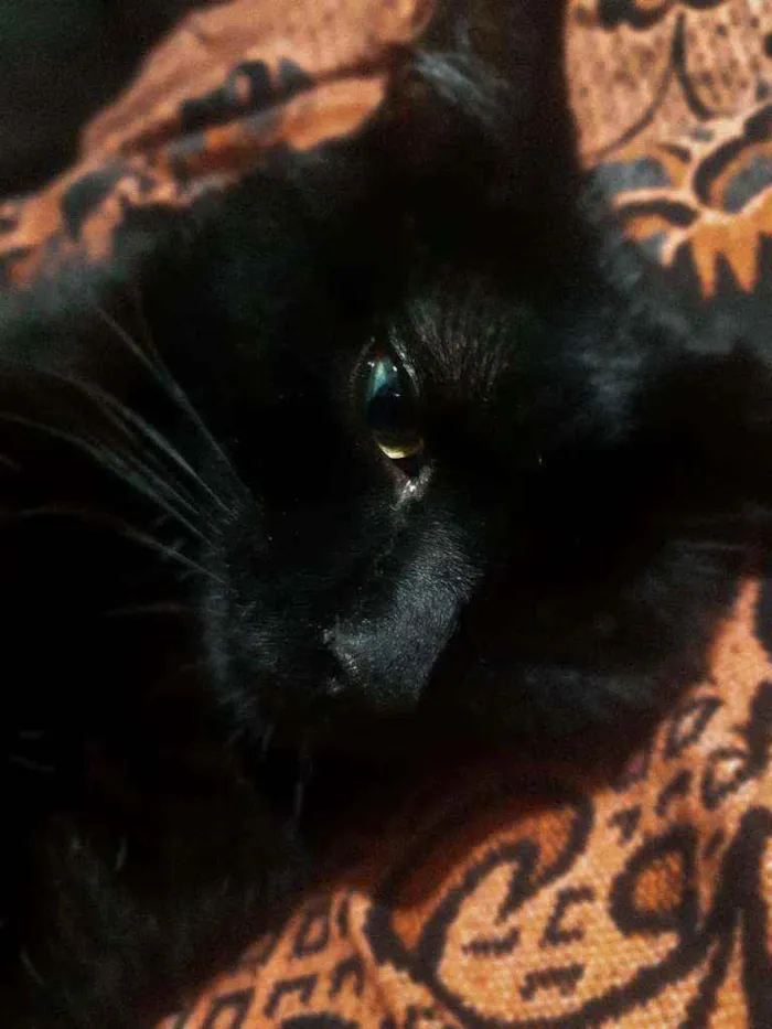 Gato ra a SRD idade 1 ano nome Fumaça