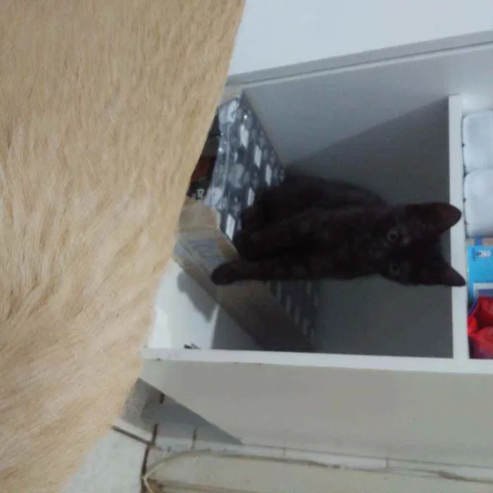 Gato ra a SRD idade 2 a 6 meses nome Dorinha