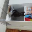 Dorinha