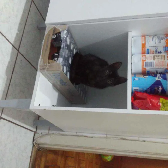 Gato ra a SRD idade 2 a 6 meses nome Dorinha