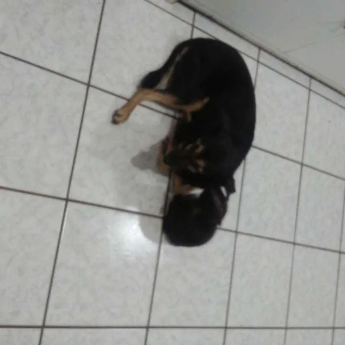 Gato ra a SRD idade 2 a 6 meses nome Dorinha