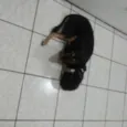 Dorinha