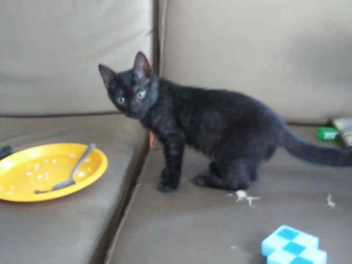 Gato ra a SRD idade 2 a 6 meses nome Dorinha