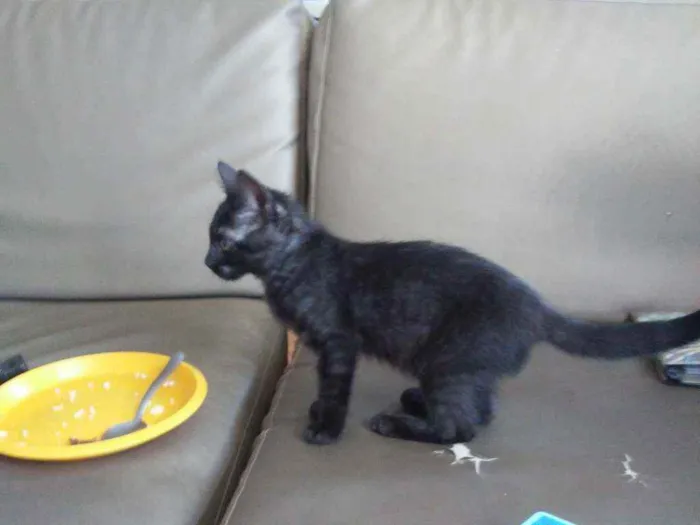 Gato ra a SRD idade 2 a 6 meses nome Dorinha