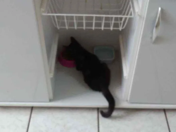 Gato ra a SRD idade 2 a 6 meses nome Dorinha