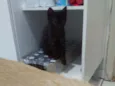 Dorinha