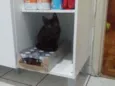 Dorinha