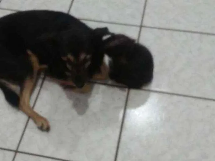 Gato ra a SRD idade 2 a 6 meses nome Dorinha