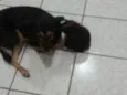 Dorinha