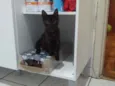 Dorinha
