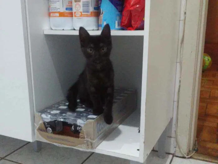 Gato ra a SRD idade 2 a 6 meses nome Dorinha