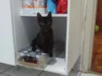 Dorinha