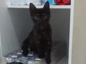 Gato raça SRD idade 2 a 6 meses nome Dorinha
