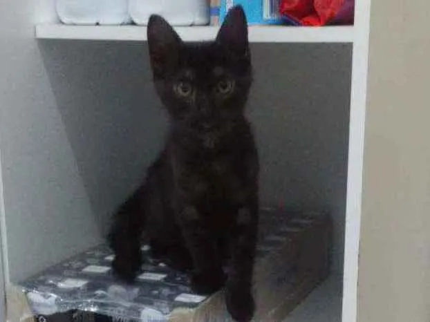 Gato ra a SRD idade 2 a 6 meses nome Dorinha
