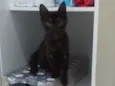 Dorinha