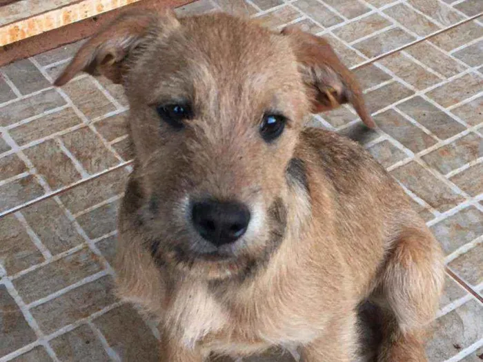 Cachorro ra a sem raça definida  idade 2 a 6 meses nome lilica fuinha kuaiti