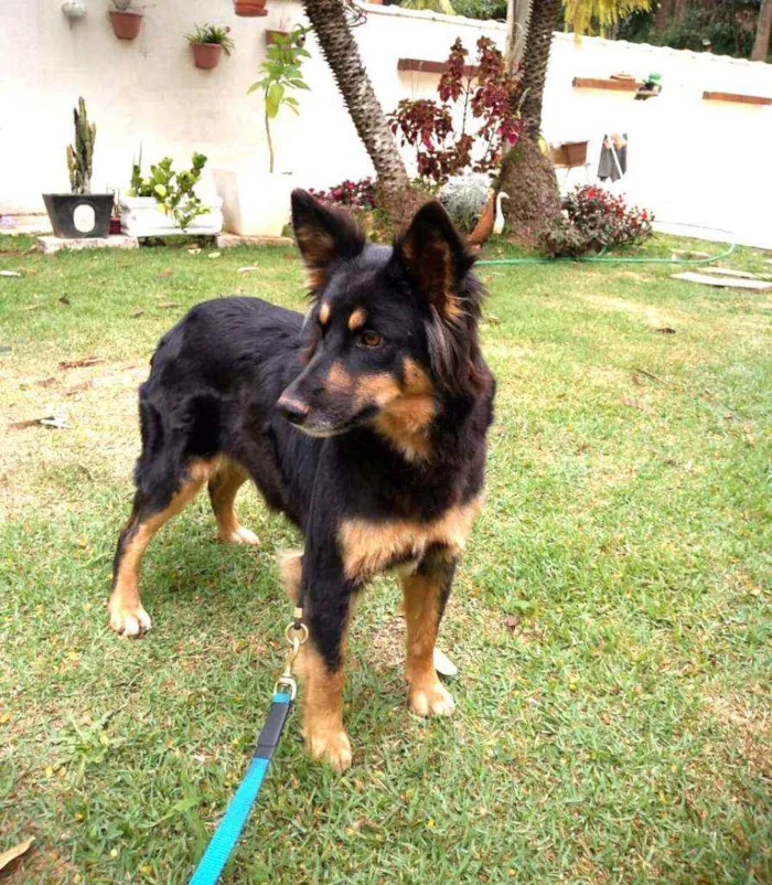 Cachorro ra a  idade 2 anos nome Malú