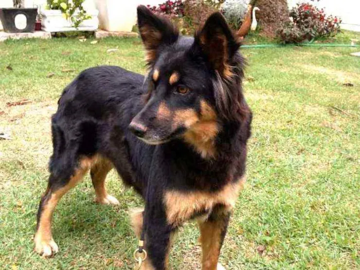 Cachorro ra a  idade 2 anos nome Malú