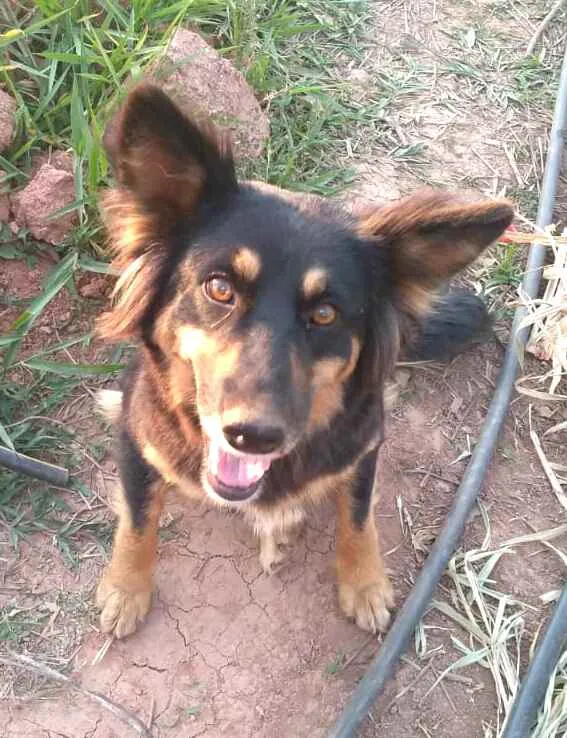 Cachorro ra a  idade 2 anos nome Malú