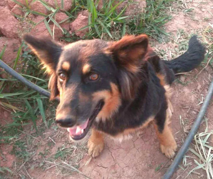 Cachorro ra a  idade 2 anos nome Malú