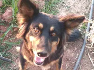 Cachorro raça  idade 2 anos nome Malú