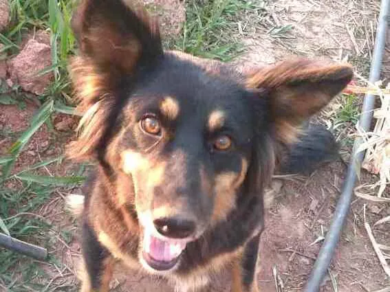 Cachorro ra a  idade 2 anos nome Malú