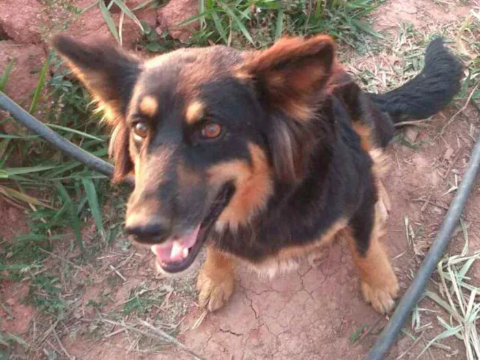 Cachorro ra a  idade 2 anos nome Malú